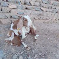 ۵گوسفندقیمت‌همه۹۰تومان