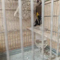 سهره ماده