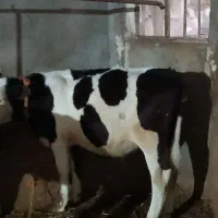 چهار عدد گوساله نر اصل هلندی وسیمینتال
