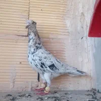 کفتر.پرنده.