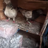 کفتر|پرنده|چابهار, |دیوار