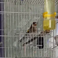 سهره|پرنده|شهر ری, علایین|دیوار