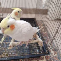 عروس هلندی نر وماده