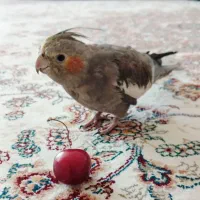 جوجه عروس هلندی ماده