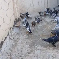 پرنده