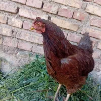 خروس پاکوتاه  و مرغ جوان