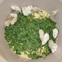 همستر نژاد فشن و چشم قرمز