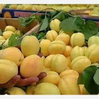 دعوت به همکاری گیاهپزشک ، باغبون ، حسابدار،فروشنده