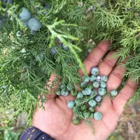 دانه سرو کوهی(اُرس)