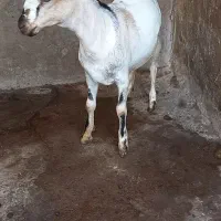 کهره چاق