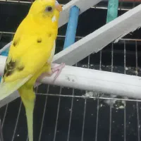 مرغ عشق نر تک