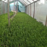 نشا کامیس نوکدار اصل و فوتونیا