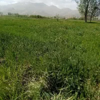 زمین کشاورزی اجاره ای با آب
