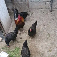 فروش مرغ و خروس
