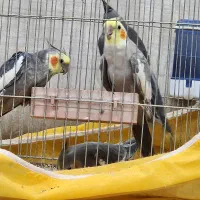 فروش عروس هلندی ۳ ماهه