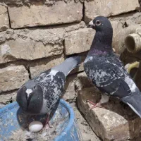 مجسمه|مجسمه، تندیس، ماکت|زابل, |دیوار
