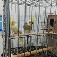 عروس هلندی