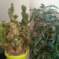 گل و گلدان طبیعی