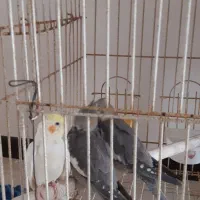 سه عدد عروس هلندی ۹ ماهه یک نر و دو عدد ماده