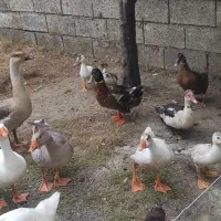 اردک اسراعیلی و اردک محلی غاز نوشهر