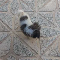 توله پامر