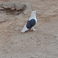 فروش پرشی