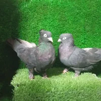 کبوتر سیاه چشمک سفید
