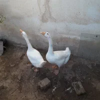 ۲ عدد قوغاز