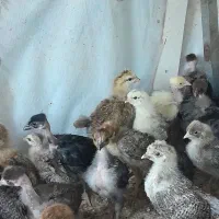 جوجه مرغ وخروس رسمی