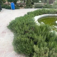 رزماری