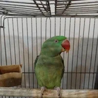 شاه طوطی ماده