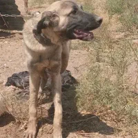 توله سگ پژدر کردی