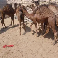 15نفر هاشی شیر مست