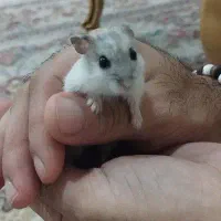 همستر کمپل و وینتروایت