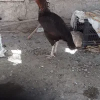 ماده مرغ