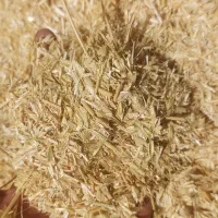 کاه دانه دار گندم دیم