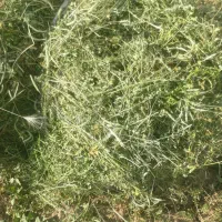 یونجه چین اول (تازه یونجه)
