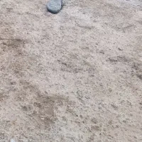 کبوتر