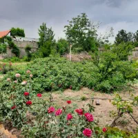 گلاب خانگی