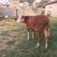 تلیسه گوساله نر