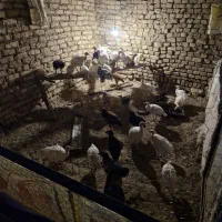 فروش جوجه بوقلمون و مرغ