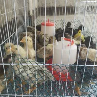 فروش جوجه محلی دو رگه گلین و آمروک