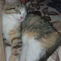 واگذاری گربه DSH