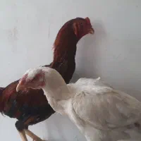 مرغ و خروس لاری
