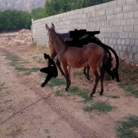 قاطر