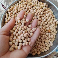 نخود بوجاری شده تمیز .نخود(دینارون) امسال