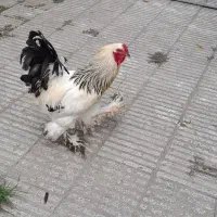 جوجه برهما