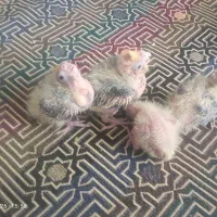 عروس هلندی 4تا جوجه
