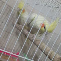 عروس هلندی
