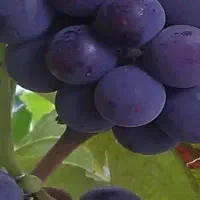 نهال خارجی ایرانی کرمان بافت